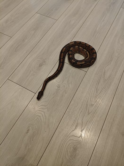 Pyton królewski około 130 cm łagodny