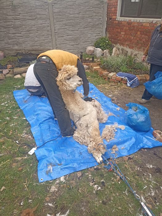 Poduszka z runa alpak. 100% alpaki