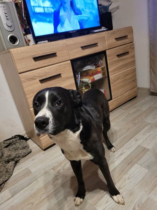 Oddam psiaka w dobre ręce