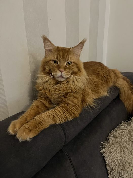 Kotka Maine Coon