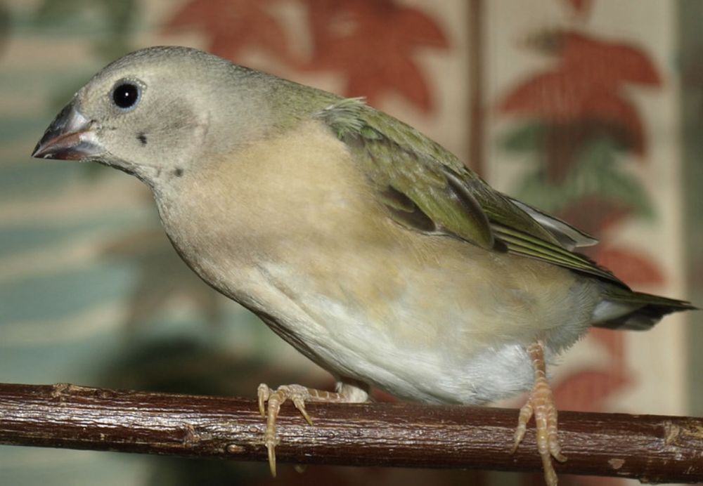 Diamante de gould