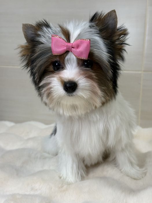 Дуже красива дівчинка бівер з документами КСУ