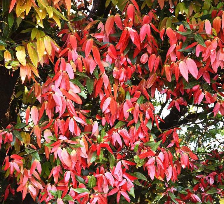 Árvore de CANELA Original