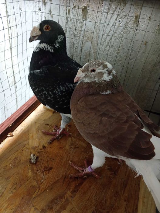 Mam do sprzedania gołębie staropolskie