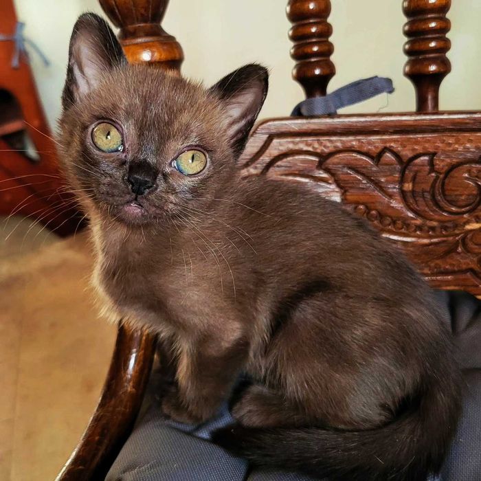 Питомник американской бурмы!