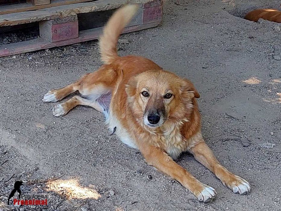 ZUCA - Cadelinha Sénior para Adoção!