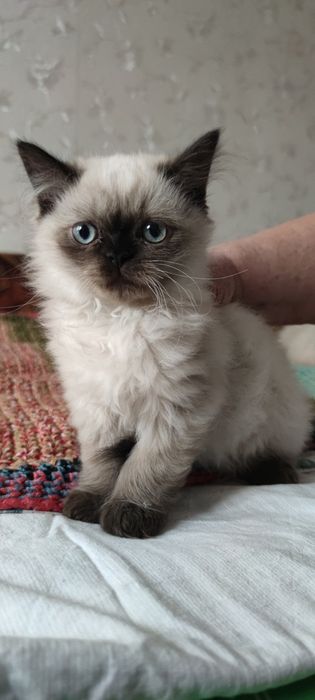 Персидский гималайский котенок мальчик