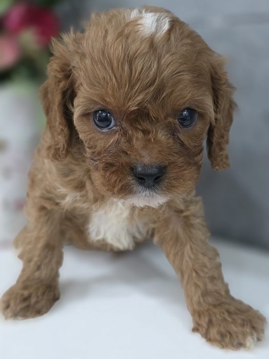 Cavapoo Samiec do odbioru badania genetyczne