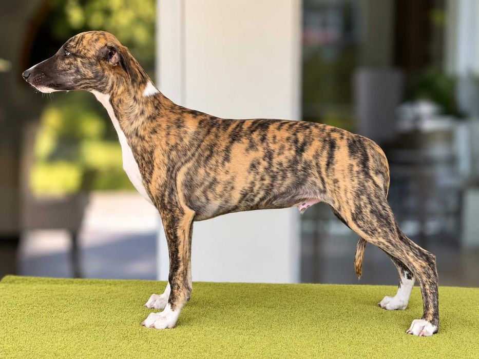 Whippet samiec pręgowany Dogarium BALOON z cudownym wyrazem i długą białą skarpetką