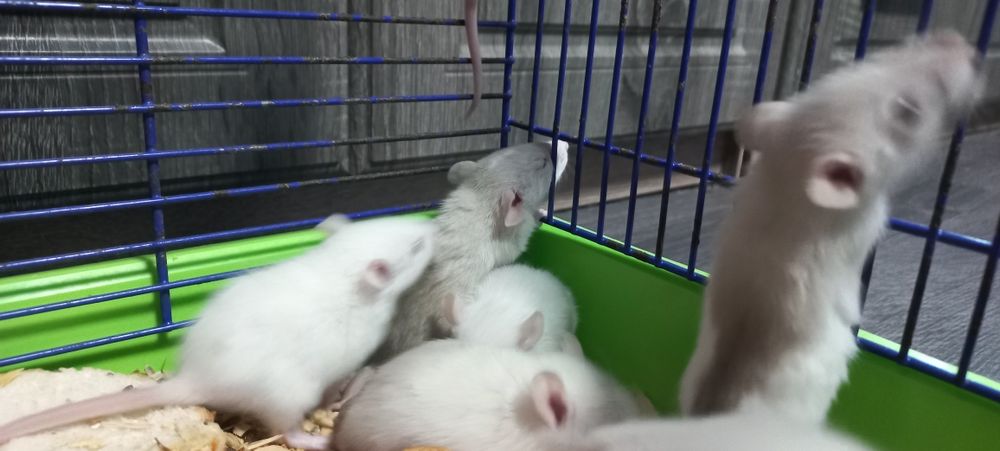 Криси пацюк криска