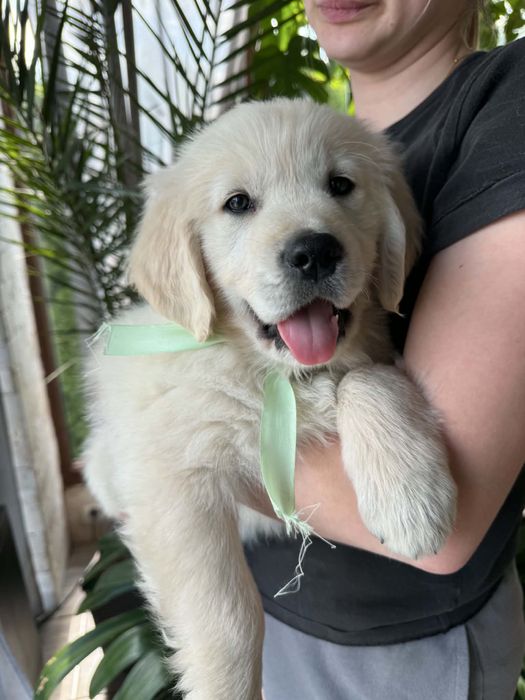 Golden retriever -piesek