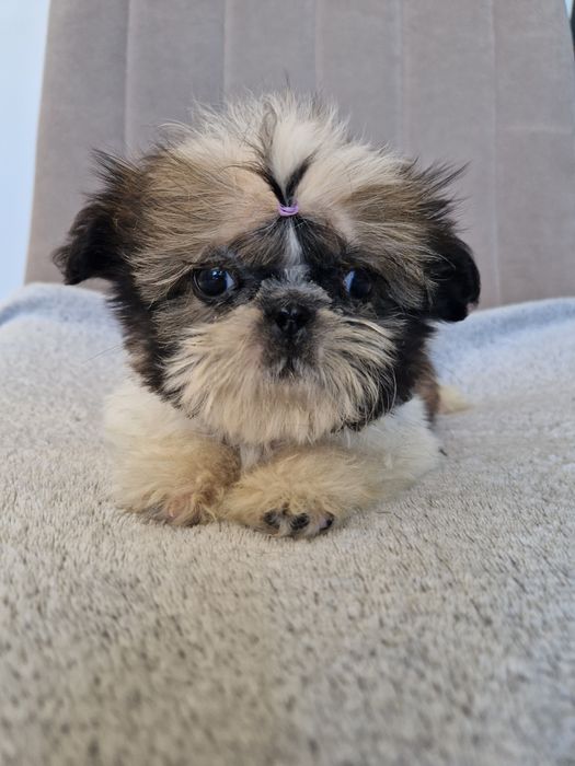 Mini suczka Shih tzu