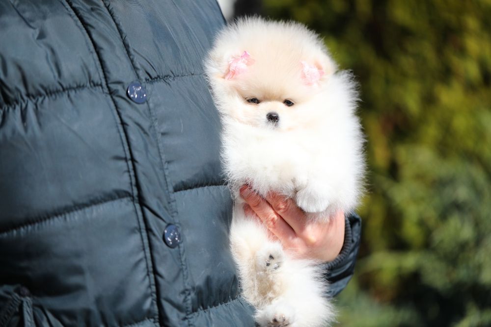 Неймовірні померанці