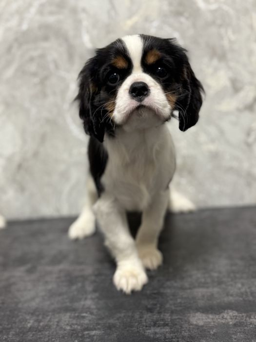 Щенки Кавалерчики