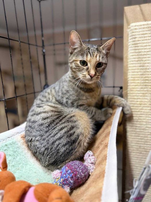 Śliczna Linka do adopcji