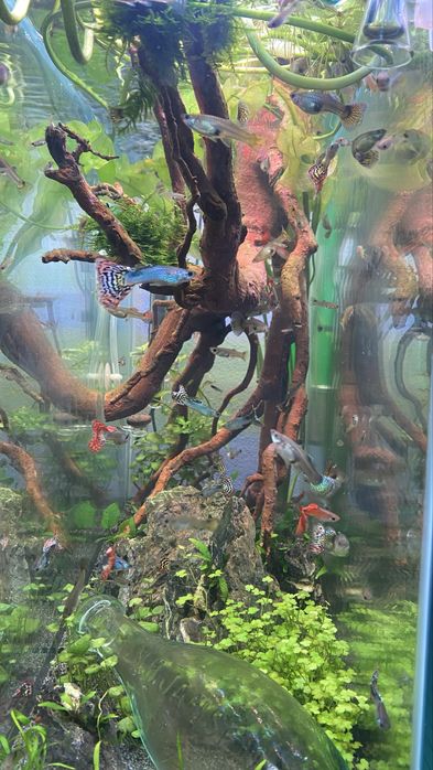 Guppys - machos e fêmeas para venda