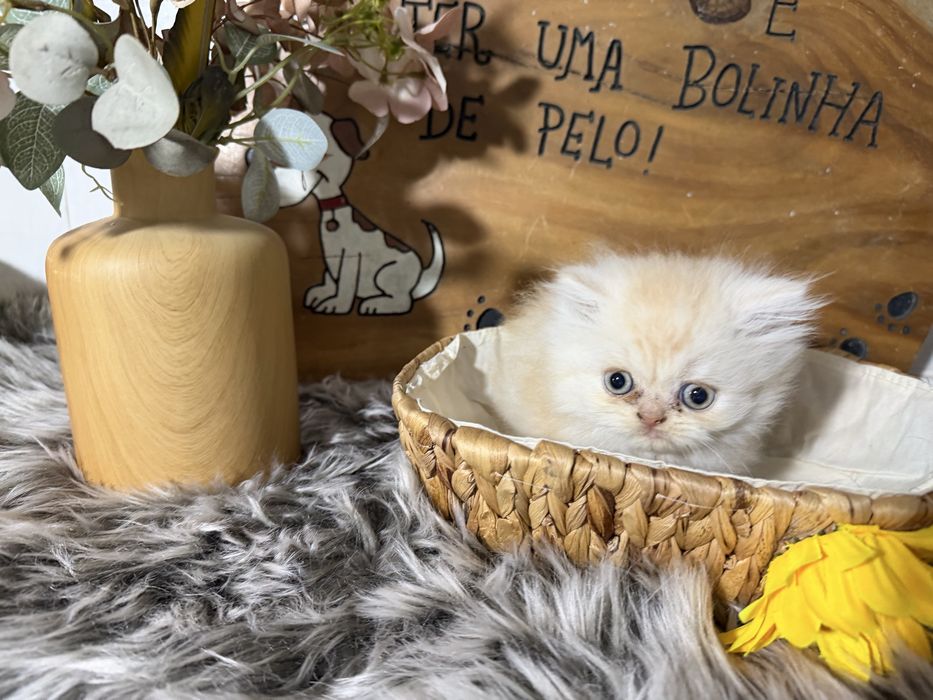 Gato persa menino