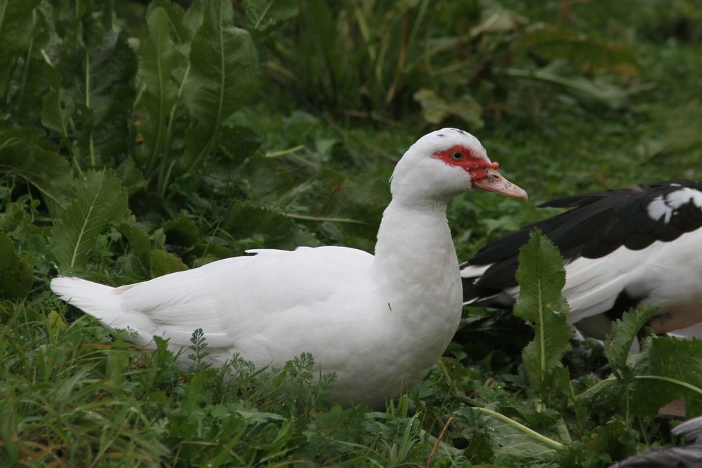 Продам мускусних качок!