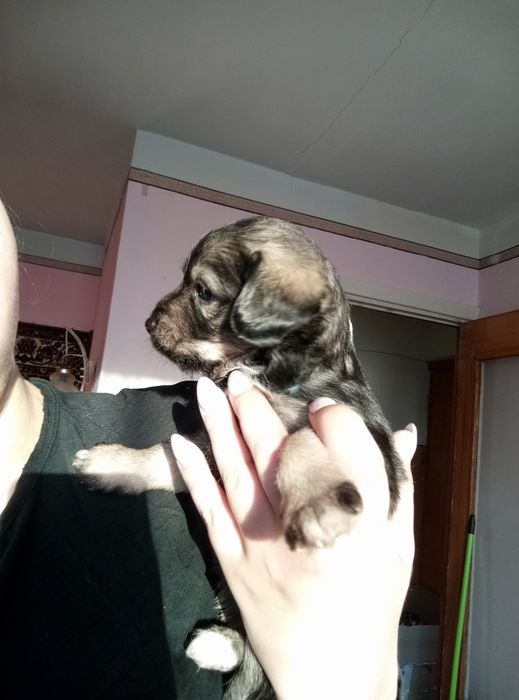 Віддам безкоштовно щенят