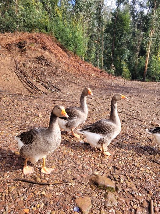 Ovos de ganso de Toulouse