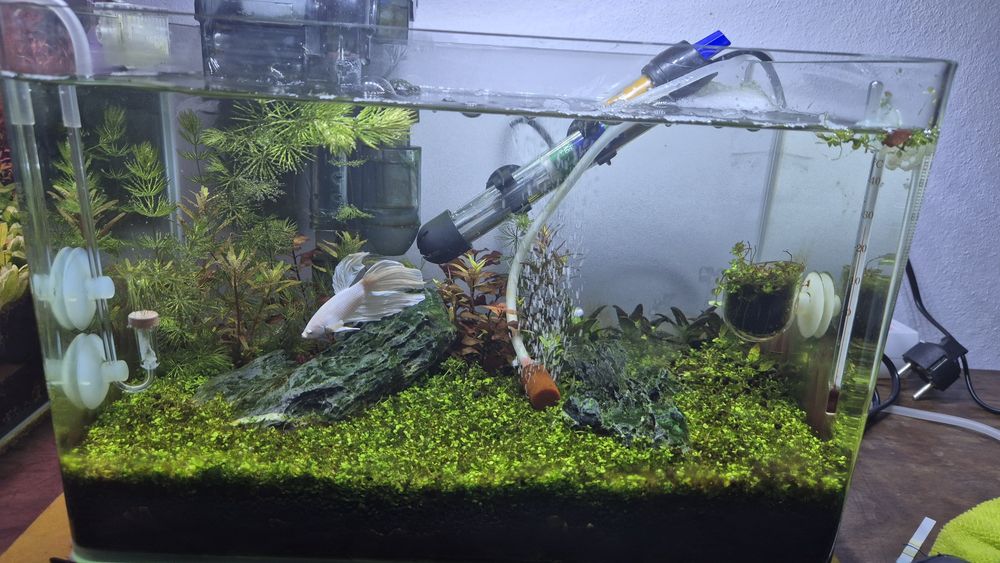 Aquario plantado completo