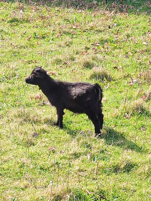 Cabras anãs  muito dóceis