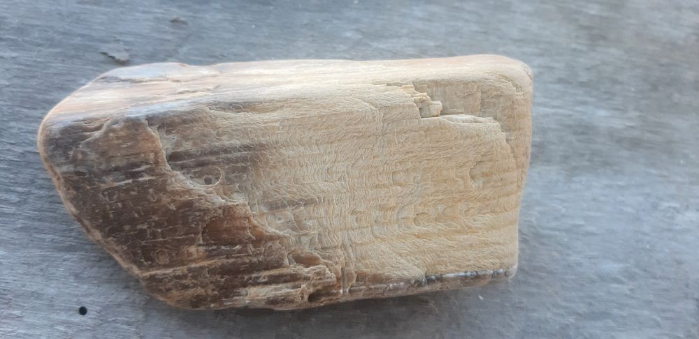 Скам'янілий кусок дерева.