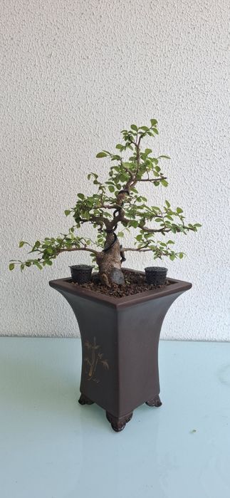 Bonsai Ulmus Parvifolia - cascata