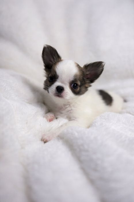 Unikatowa  Chihuahua  *GOTOWA DO ODBIORU*