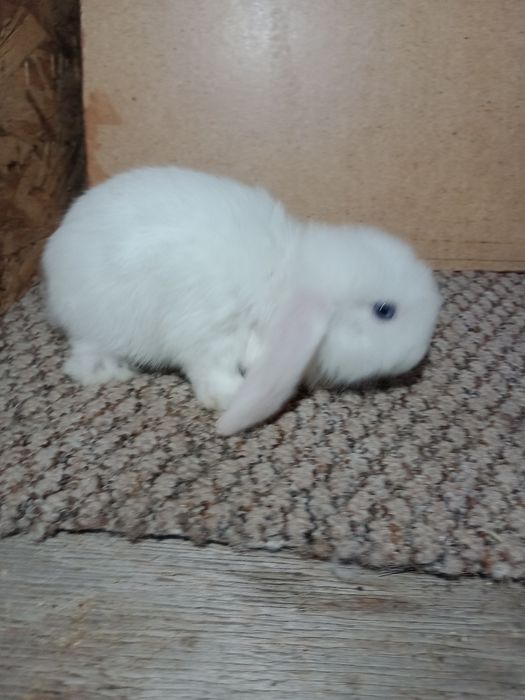 Декоративні кролики