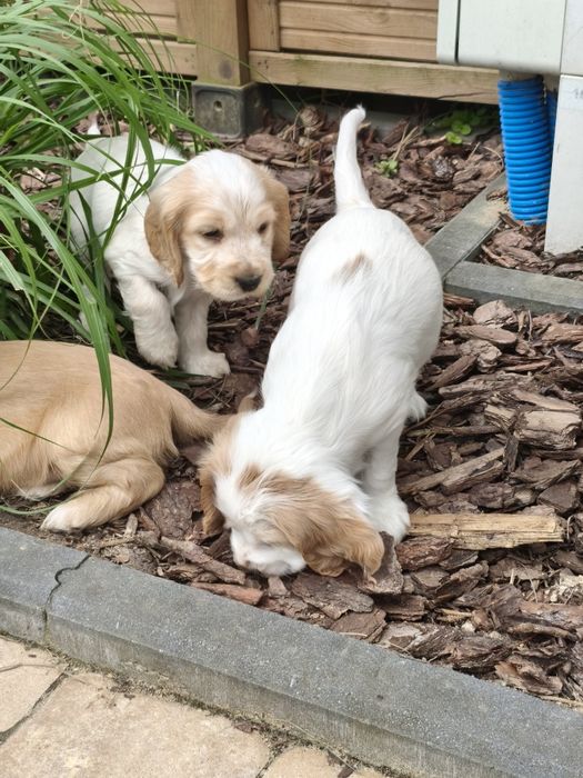 Cocker Spaniel Angielski