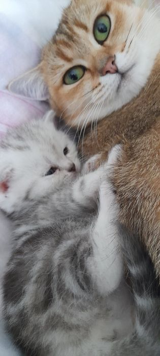 Котята шотландцы скоттиш страйт