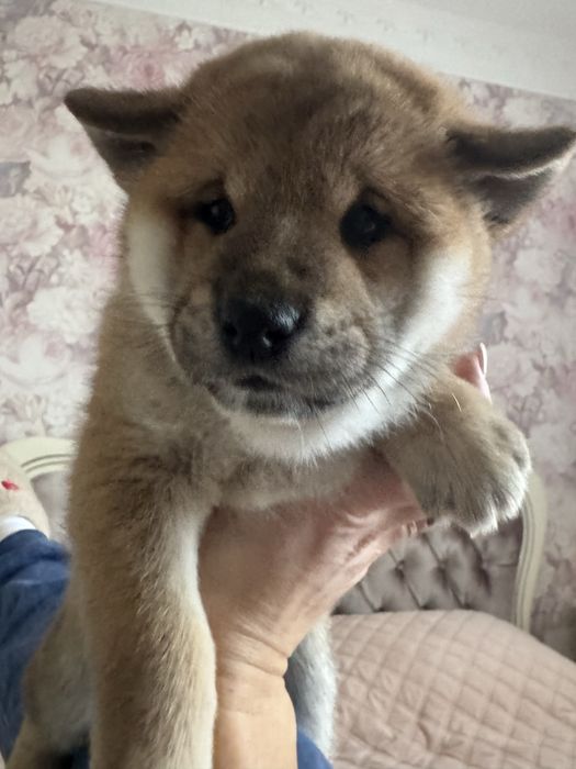 Чарівний хлопчик Шиба Іну, документи КСУ, вік 2 міс