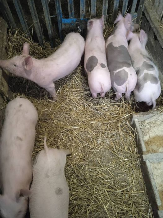 Маленькі Поросята