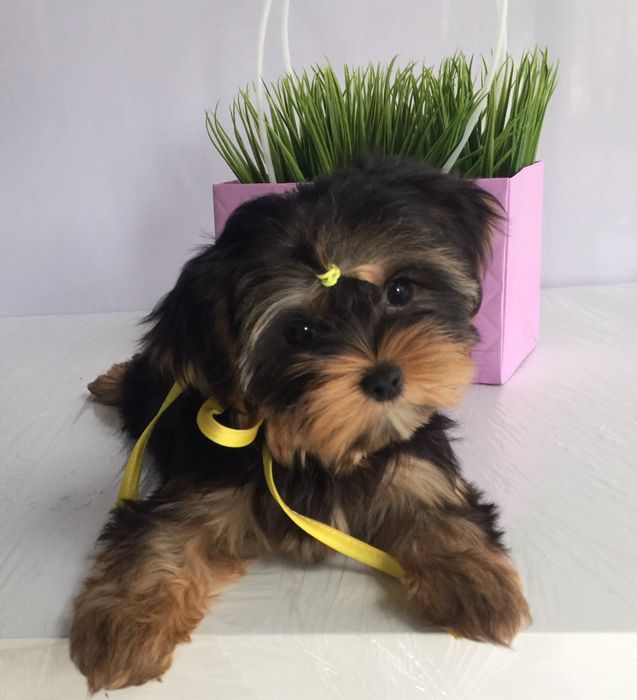 Йорки неймовірні