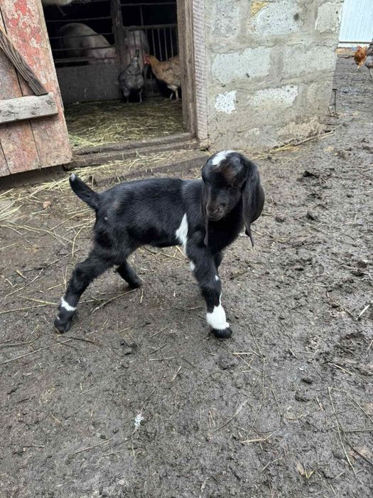 Продам  козенят % каморі