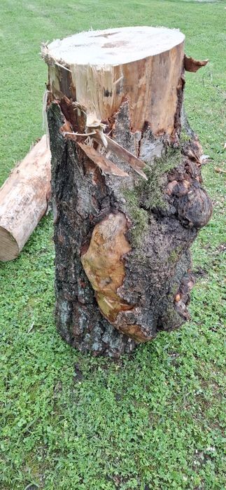 Czeczota brzozowa czeczot brzozowy