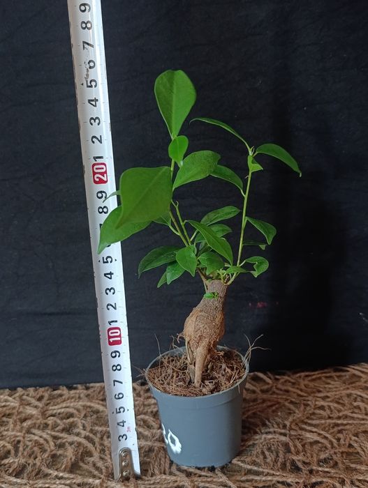 Фікус мікрокарпа Гінсенг (Ficus microcarpa Ginseng)