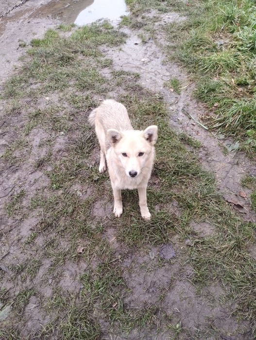 Щеня, дівчинка, віддам в добрі руки безкоштовно