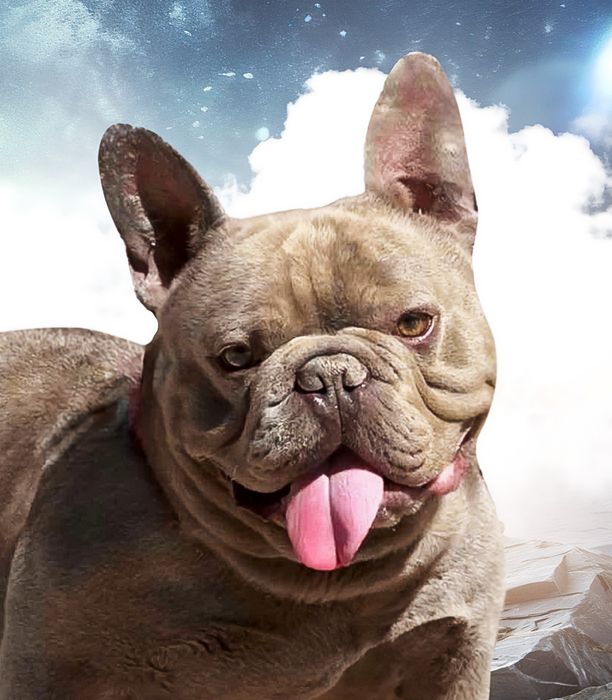 Щенки французского бульдога.