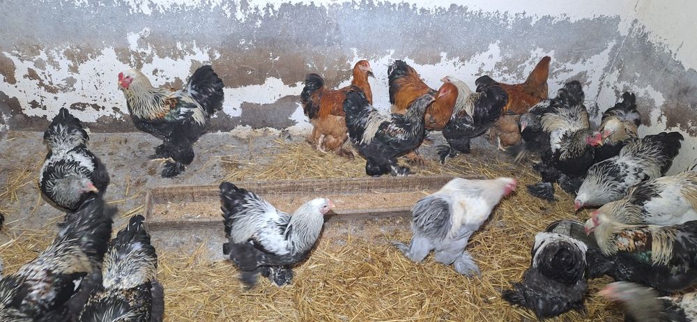 Brahma olbrzymia  koguty