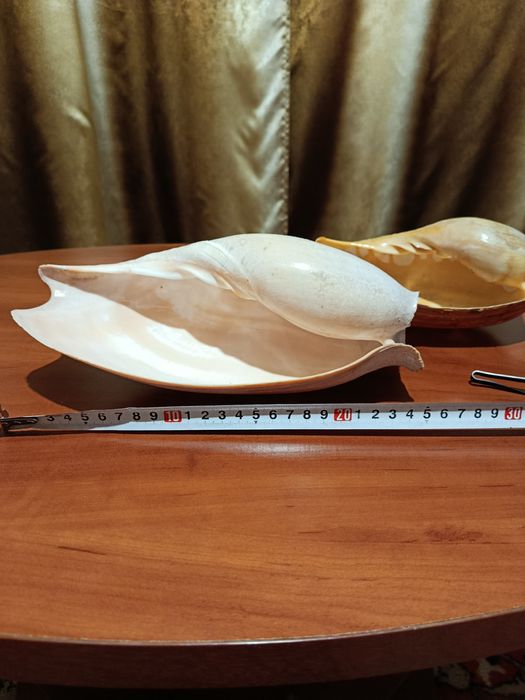 Велика справжня мушля