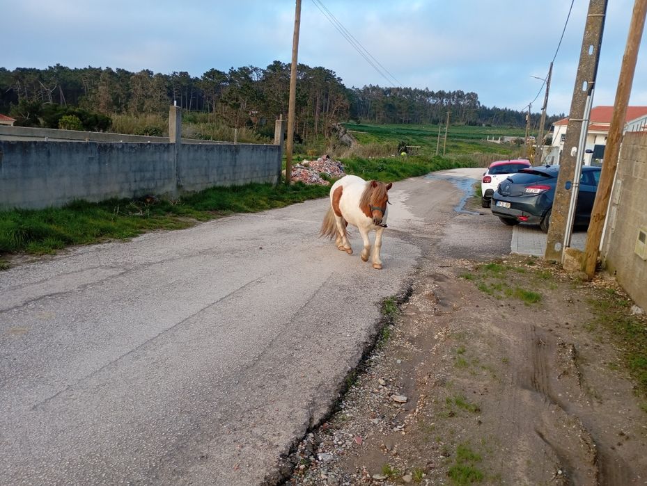 vendo pônei .     .