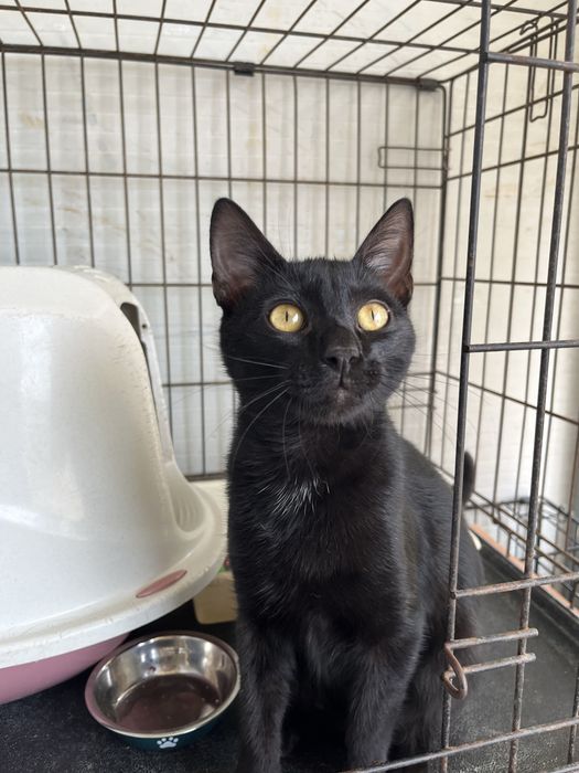 Mogli- Gatinho hiper meigo e fofo!