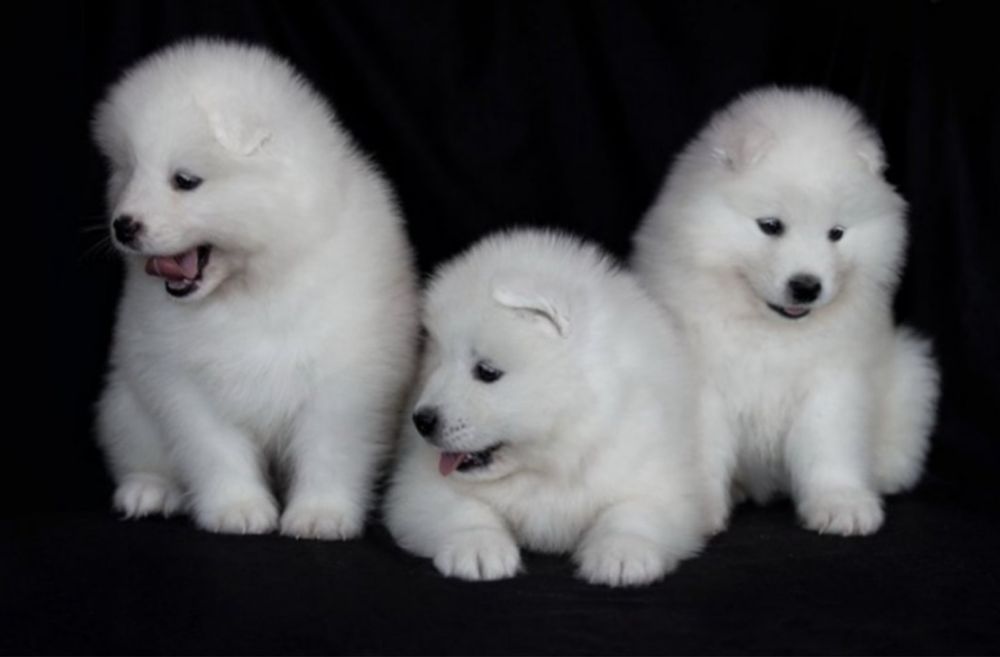 Свмоєд. Купити. Цуценя