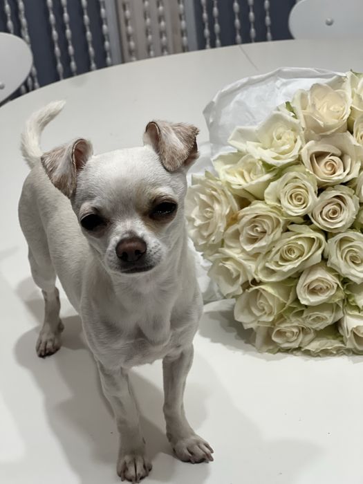 Чіхуа шукає наречену