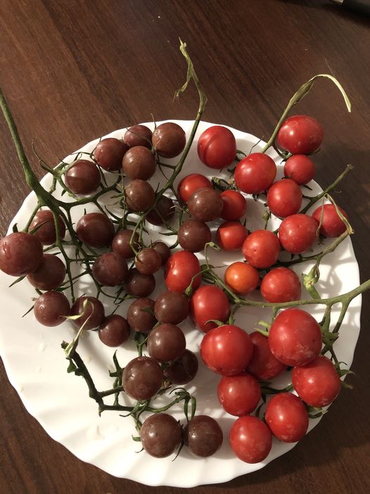 Помидоры семена домашние