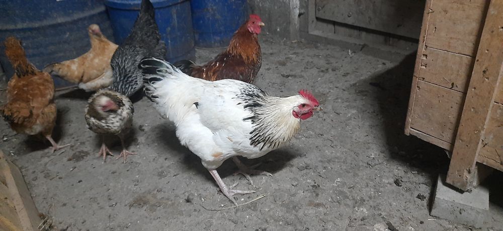 Jurne koguty tegoroczne