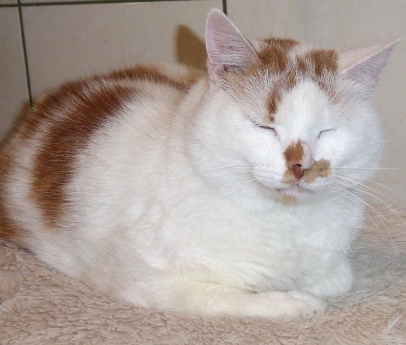 Daktyl - młody, piękny koci jedynak