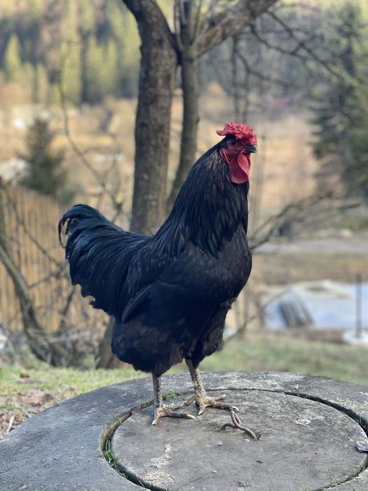 Яйця інкубаційні Української чорної курки